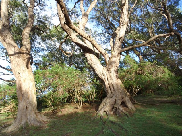 Très vite, on côtoie de magnifiques grands tamarins
