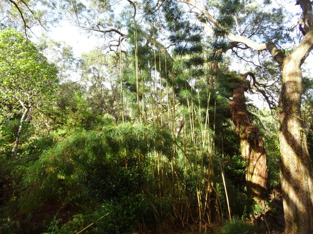 Une des nombreuses touffes de calumets de la région