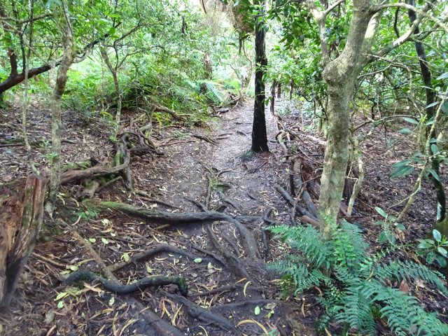 Quelques racines encombrent parfois le sentier