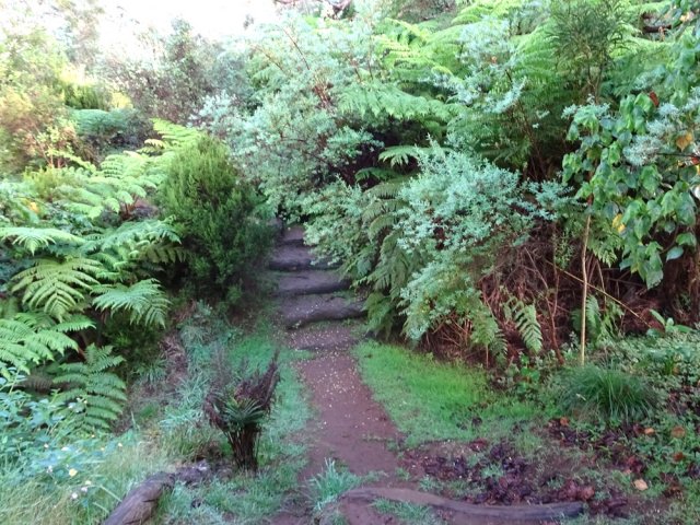 Sentier humide et glissant dans une végétation touffue