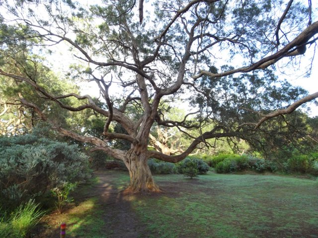 Le sentier passe au plus près de magnifiques spécimens