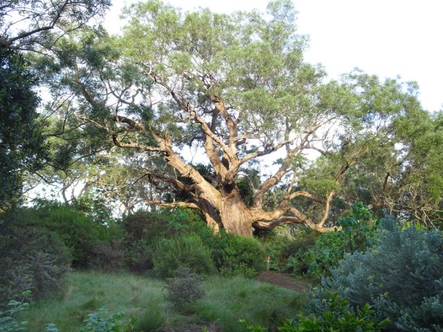 Un autre patriarche en bordure de sentier
