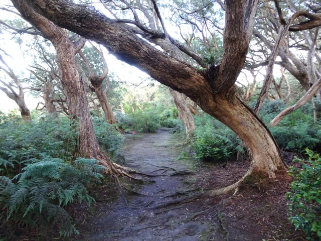 Les fougères ont remplacé depuis longtemps la vigne marronne