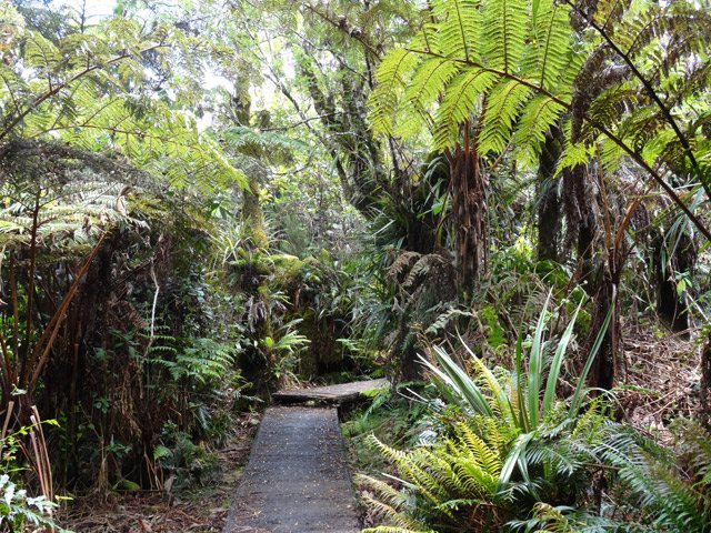 Dans les fanjans, fougères arborescentes endémiques