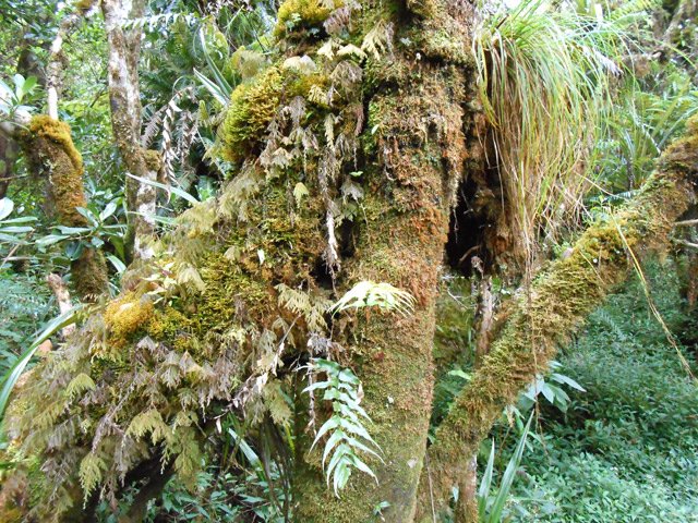 Seule la feuille, la fleur ou le fruit permettent de reconnaître un arbre