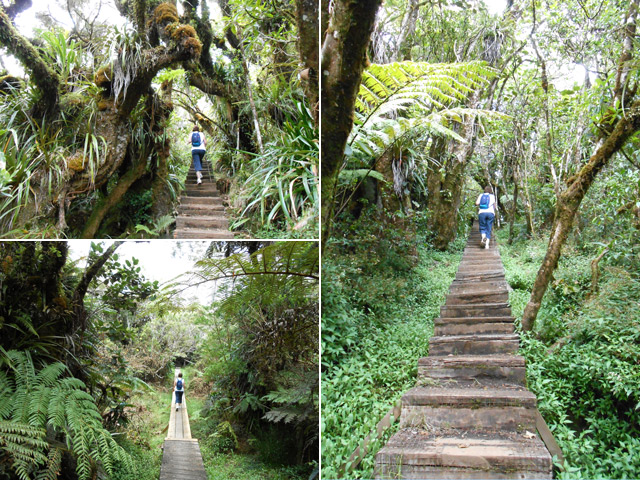 Profiter de la forêt durant le cheminement
