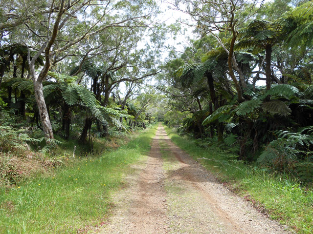 Très belle allée cavalière bordée de hauts fanjans