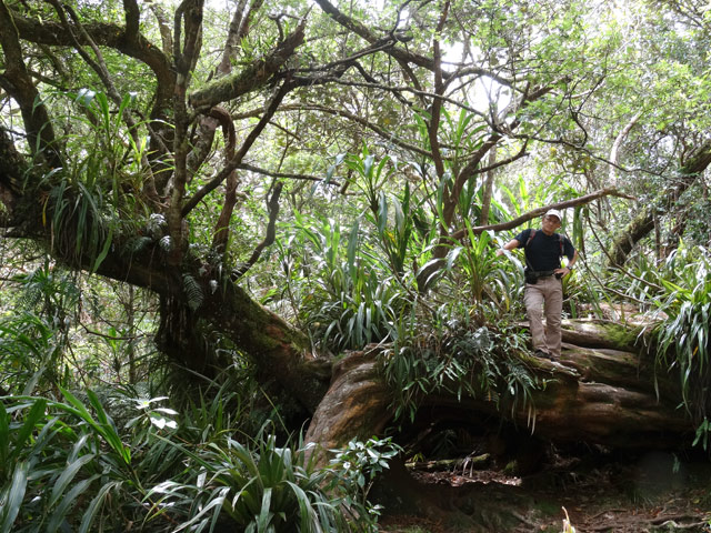 La tri-centenaire Reine des Tamarins au tronc imposant