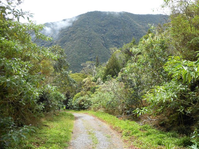 La promenade sur la piste est agréable grâce à la forêt qui la borde