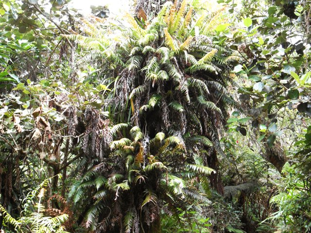 D'autres grandes fougères aériennes
