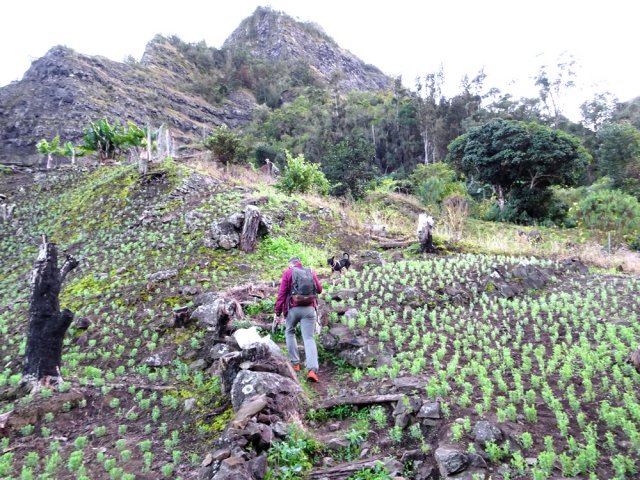 Les flancs du piton sont désormais défrichés et plantés de lentilles de Cilaos