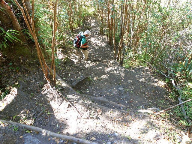 Pente plus forte dans les goyaviers