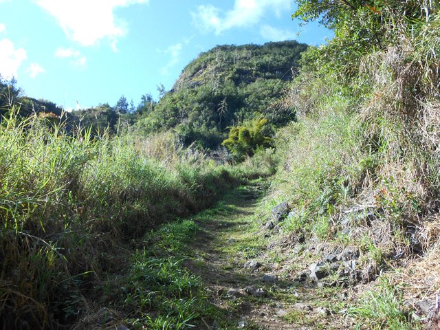 Le sentier après la touffe de bambous