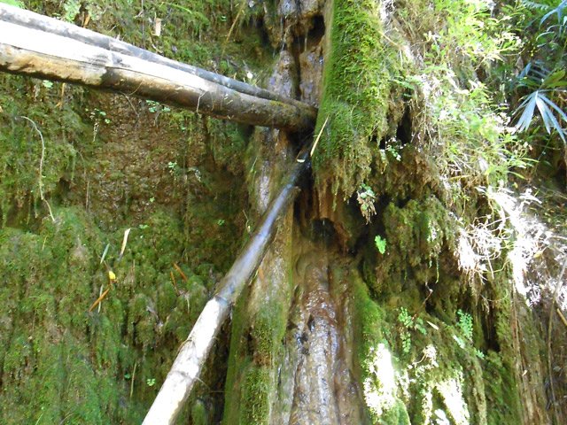 Le bambou sert de tuyau récupérant l'eau à même la source