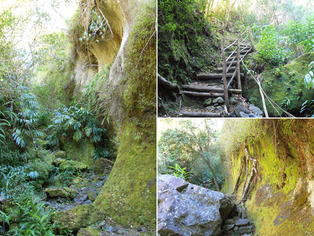 Paysages sauvages le long d'une ravine, affluent de la Ravine Piton d'Anchaing