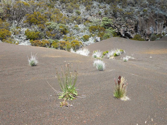 Les plantes cherchent désespérément à s'enraciner