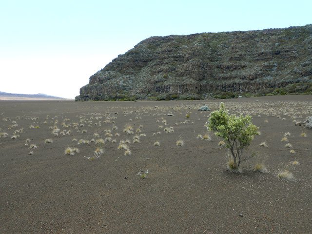 Un des petits tamarins entouré de crottes et de traces de lièvres