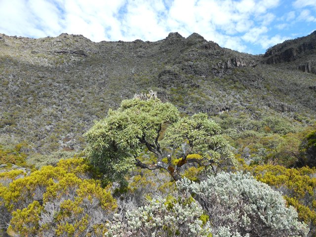 Une idée de la végétation en regardant vers le rempart