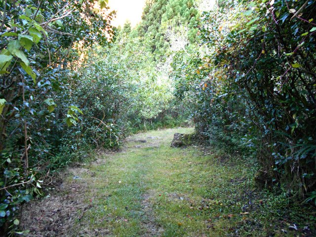 Le sentier bordé de goyaviers