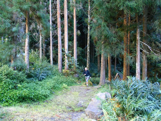 Forêt assez sombre de cryptomerias