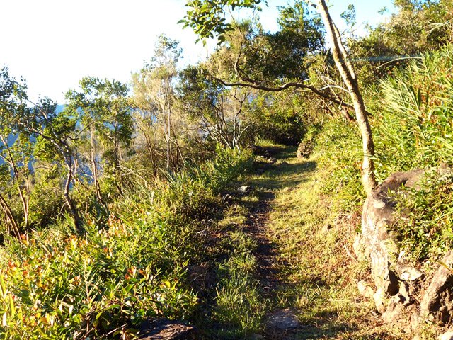 L'éradication de 1000 goyaviers a permis la repousse de 10 000 nouveaux goyaviers !!!